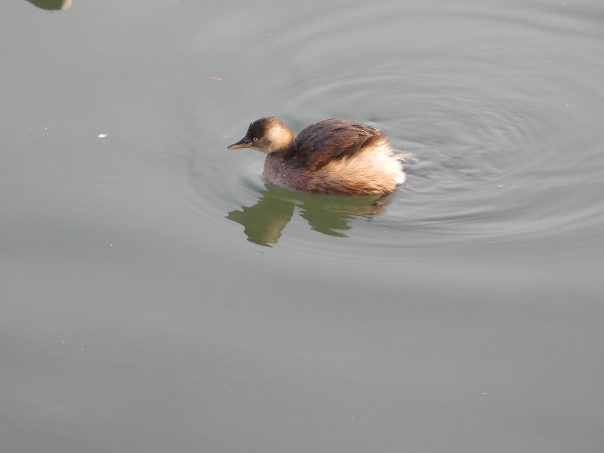 Zwergtaucher - ML646790466