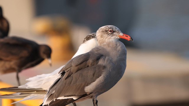Мартин червонодзьобий - ML646790467