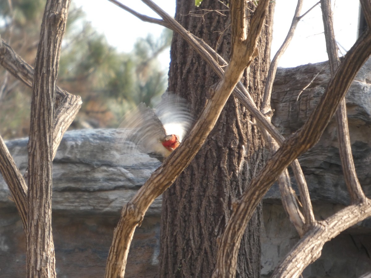 Buntspecht - ML646790470