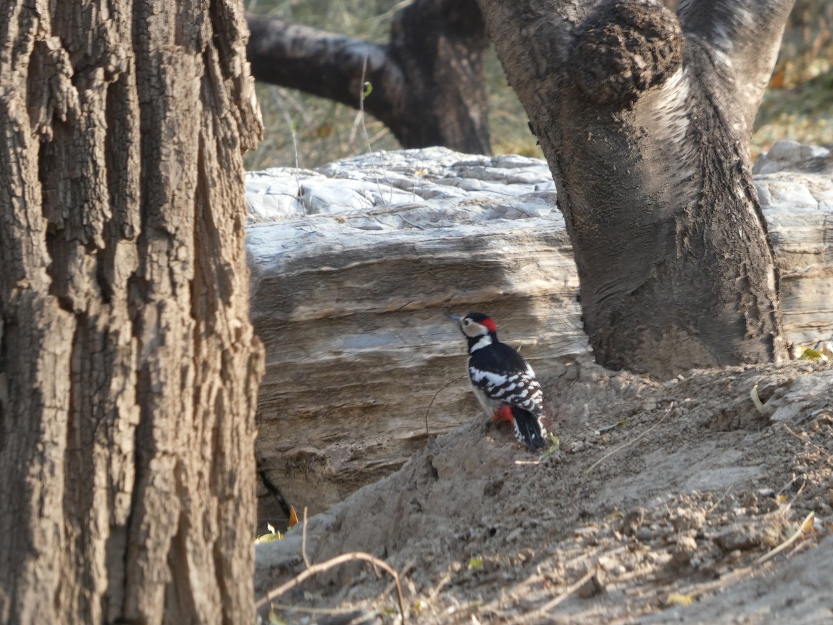 Buntspecht - ML646790471