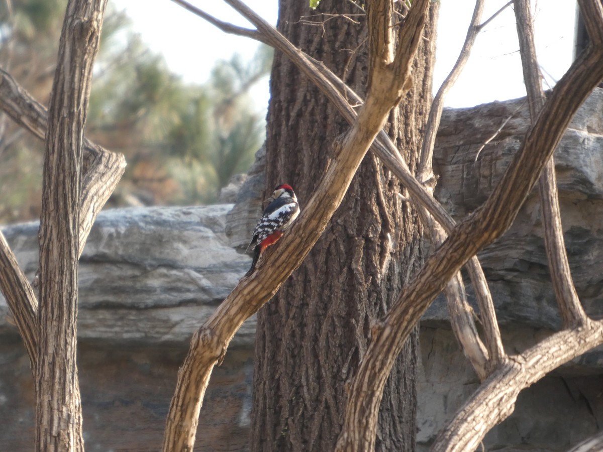 Buntspecht - ML646790472