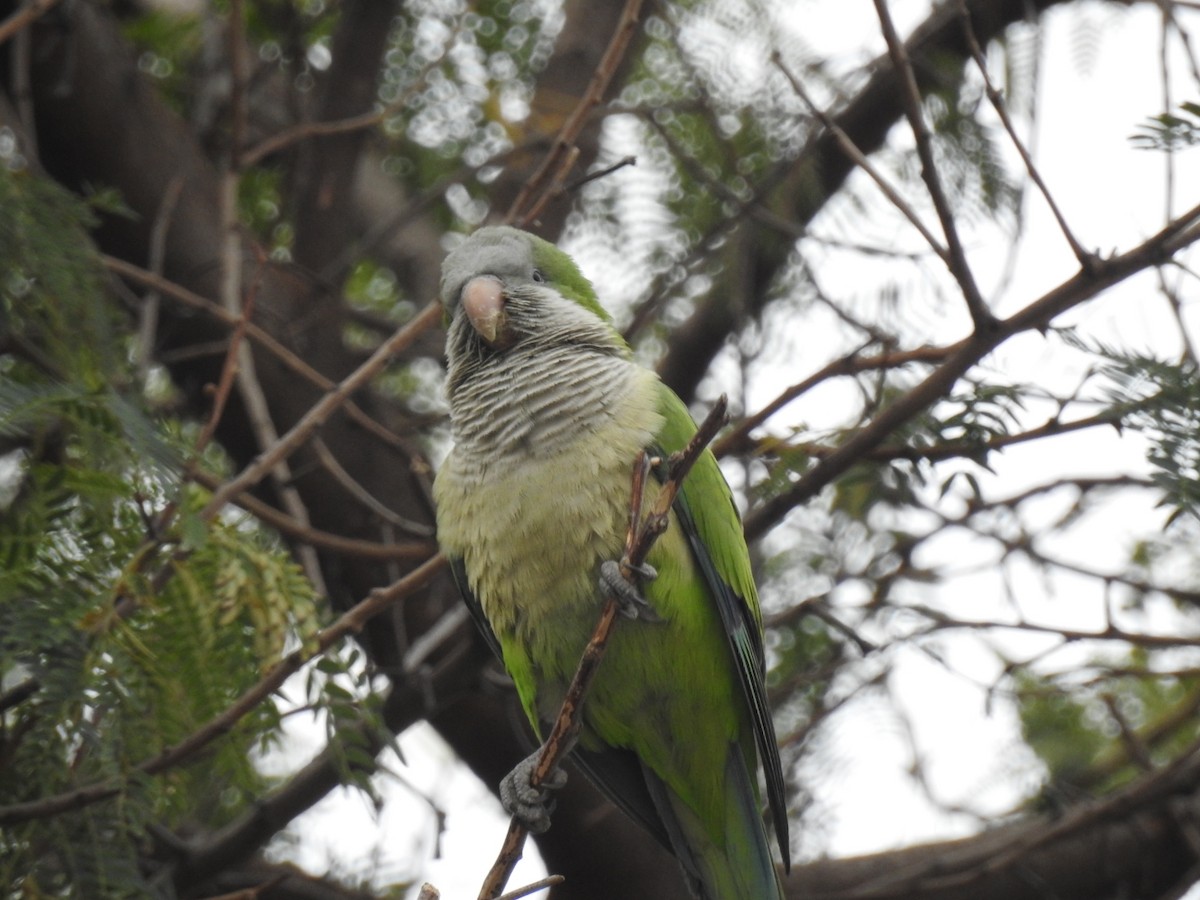 オキナインコ - ML646790473