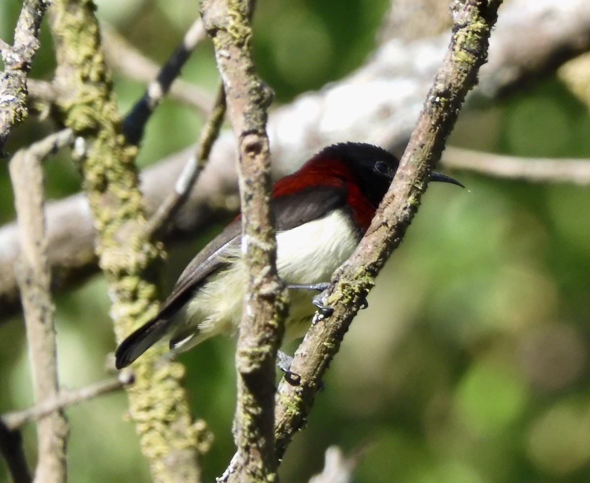Crimson-backed Sunbird - ML646790475