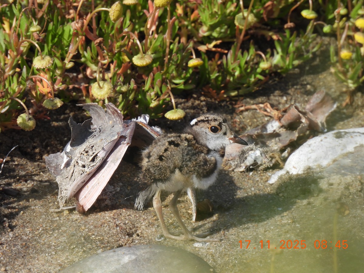 Трёхполосый зуёк (tricollaris) - ML646790480