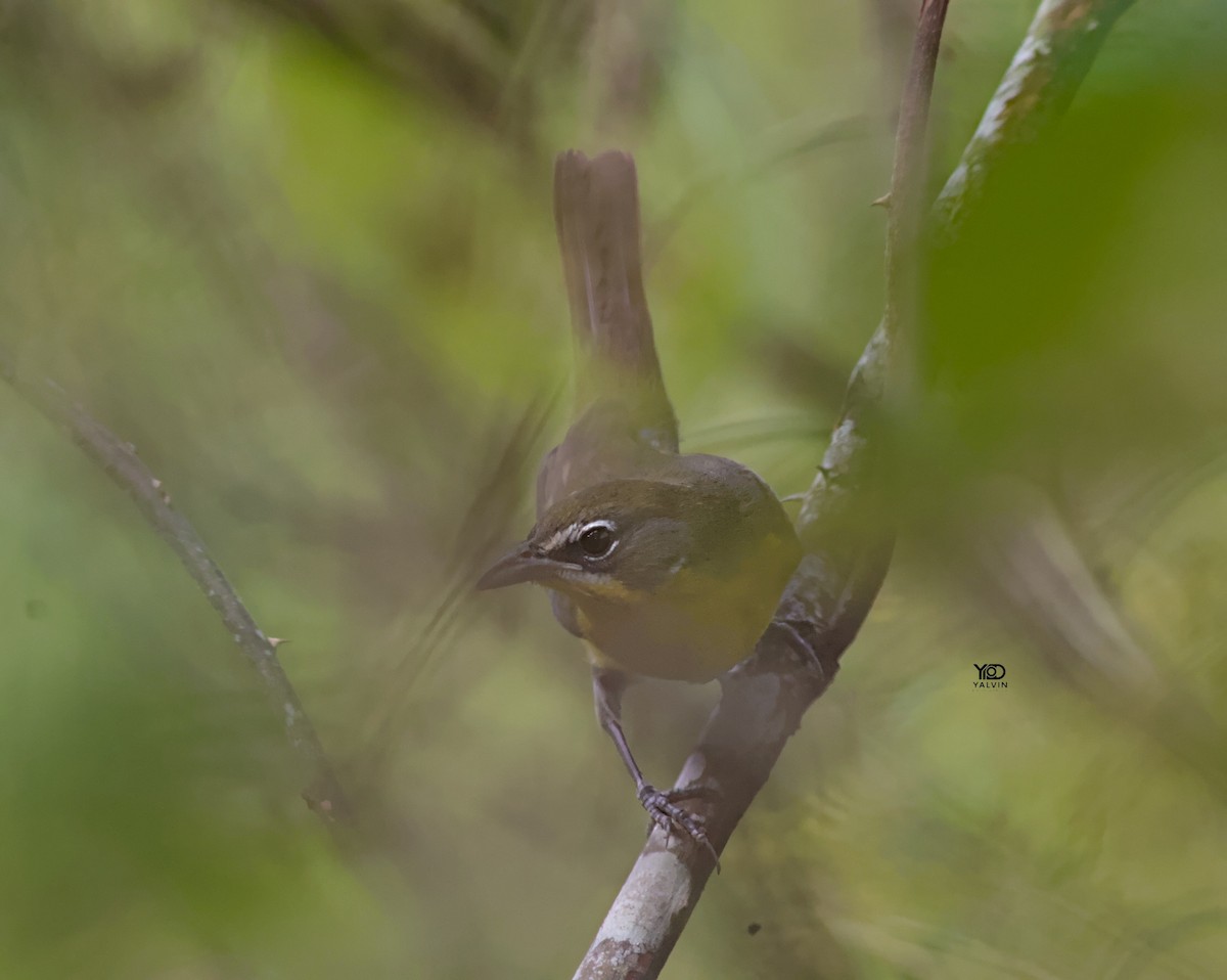 Yellow-breasted Chat - ML646790481
