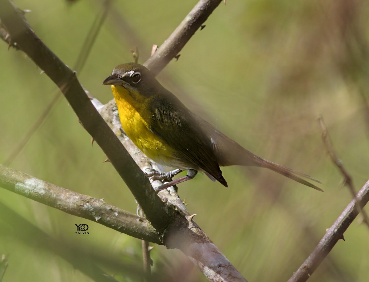 Yellow-breasted Chat - ML646790482