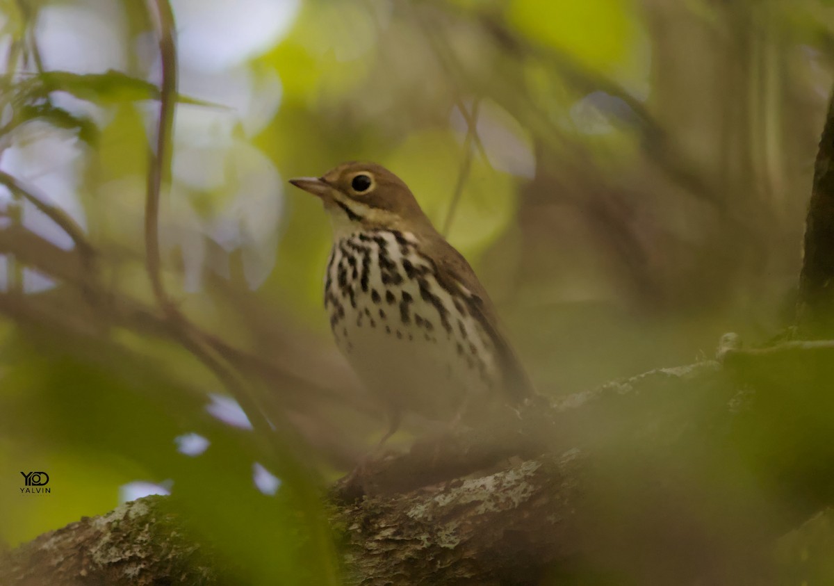 Ovenbird - ML646790486