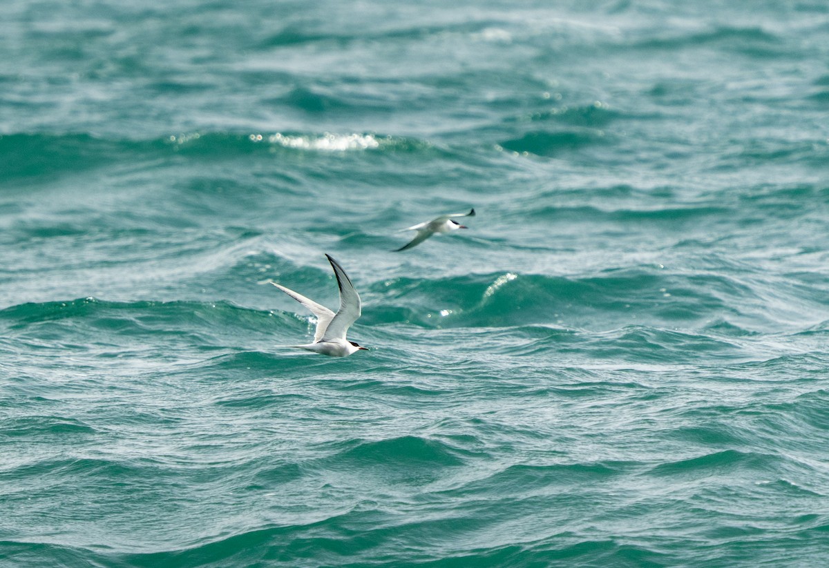 Common Tern - ML646790487