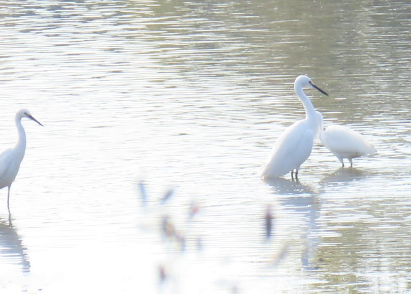 Чапля середня - ML646790493