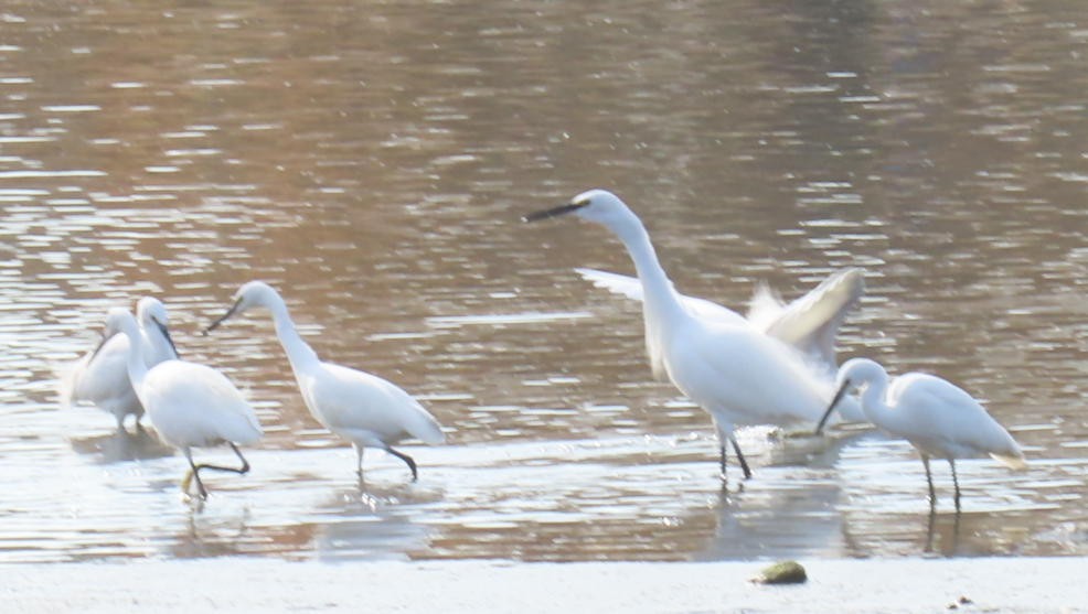 Чапля середня - ML646790494