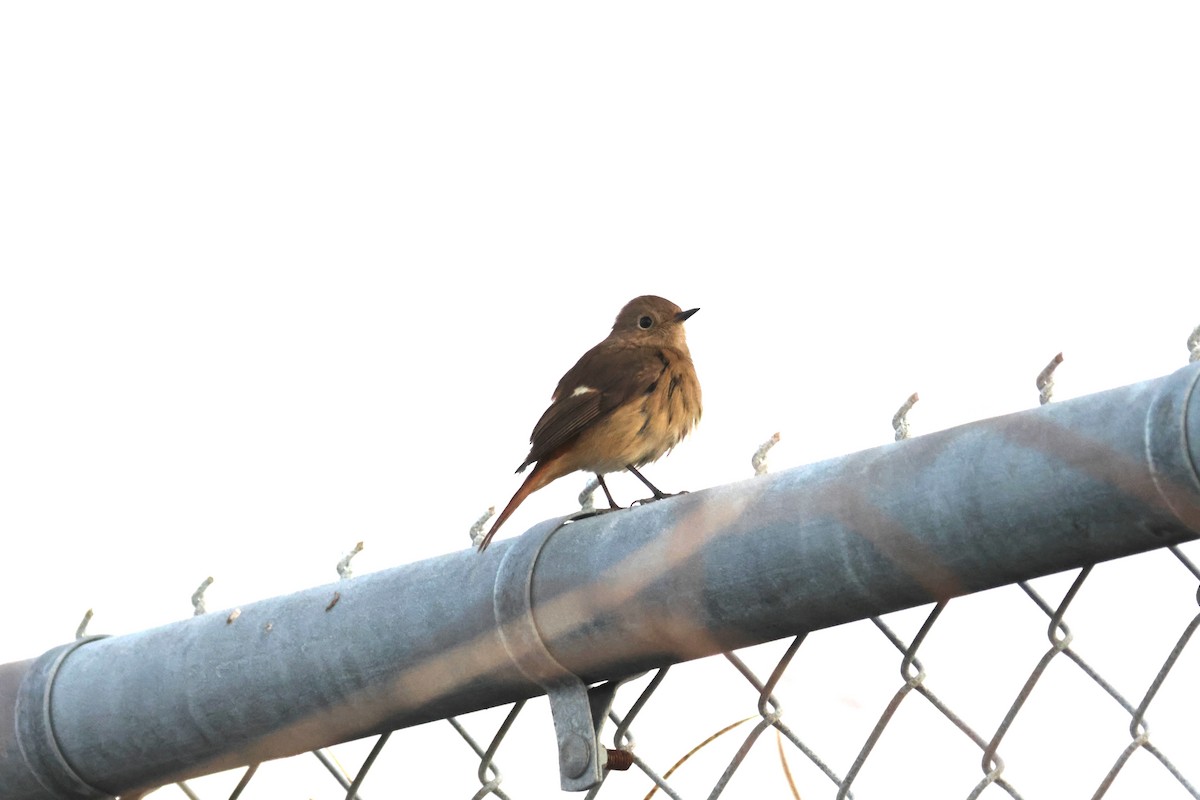 Daurian Redstart - ML646790499