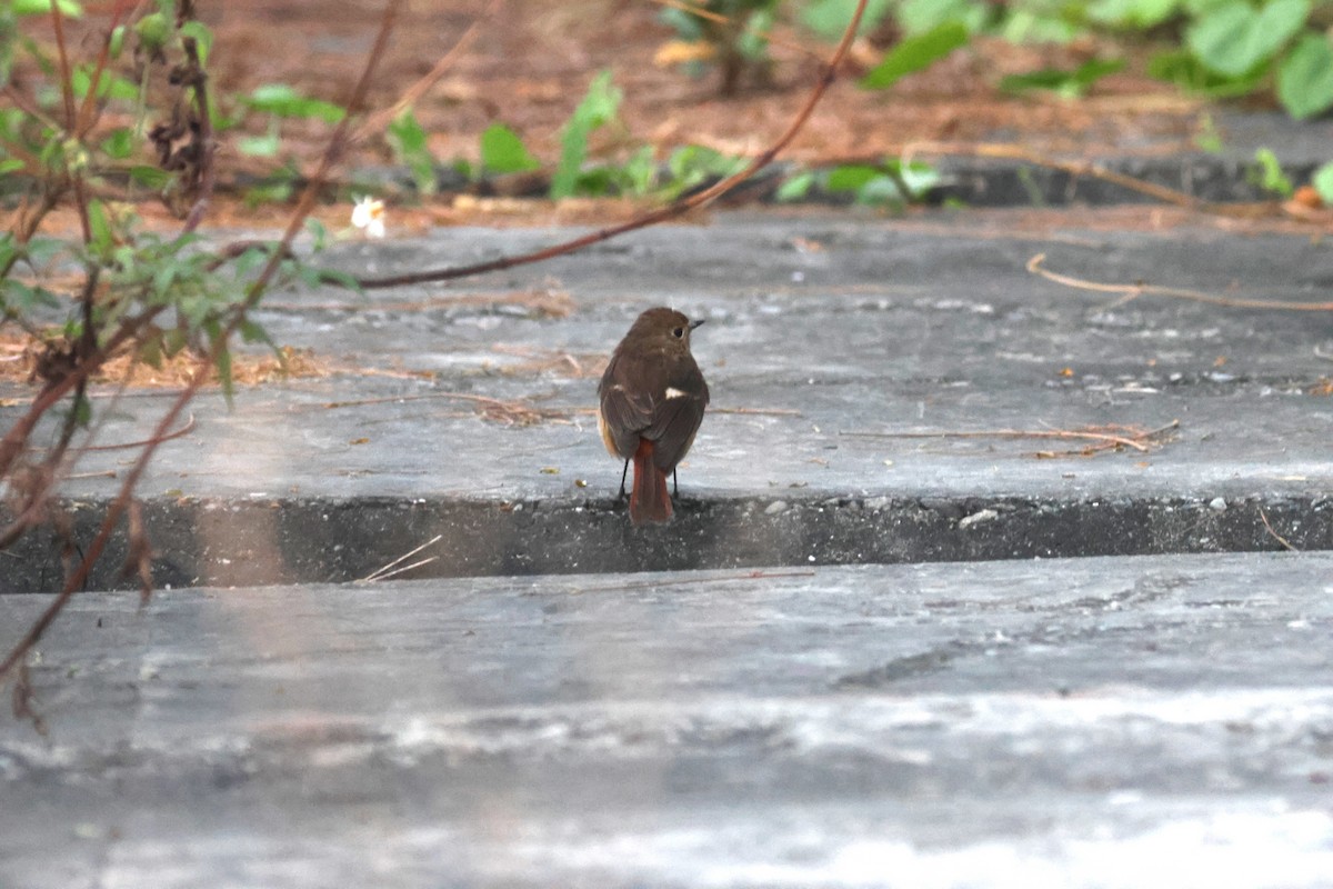 Daurian Redstart - ML646790500