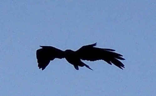 Black Eagle - ML646790502