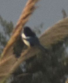 Eurasian Magpie - ML646790504