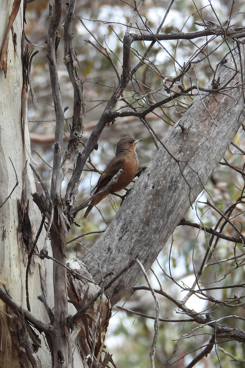 Rufous Treecreeper - ML646790505