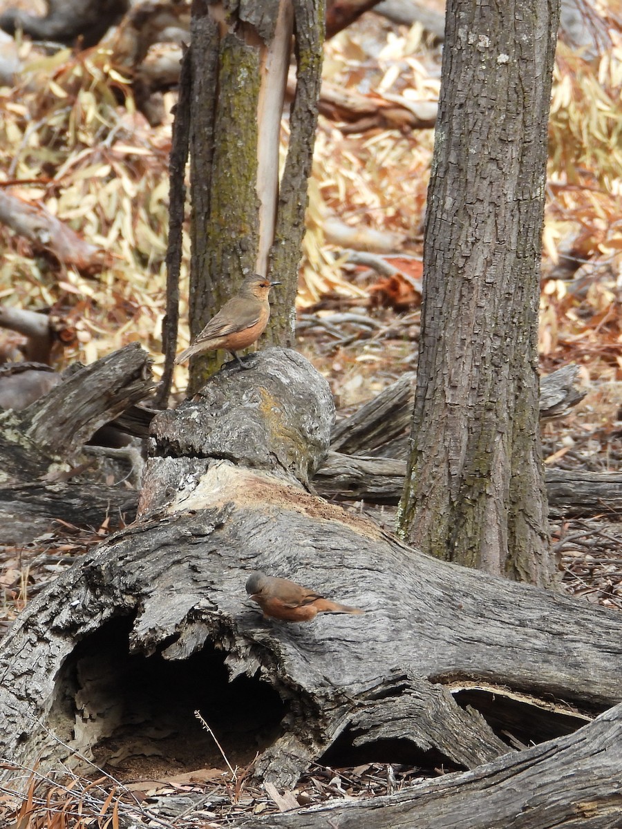 Rufous Treecreeper - ML646790506