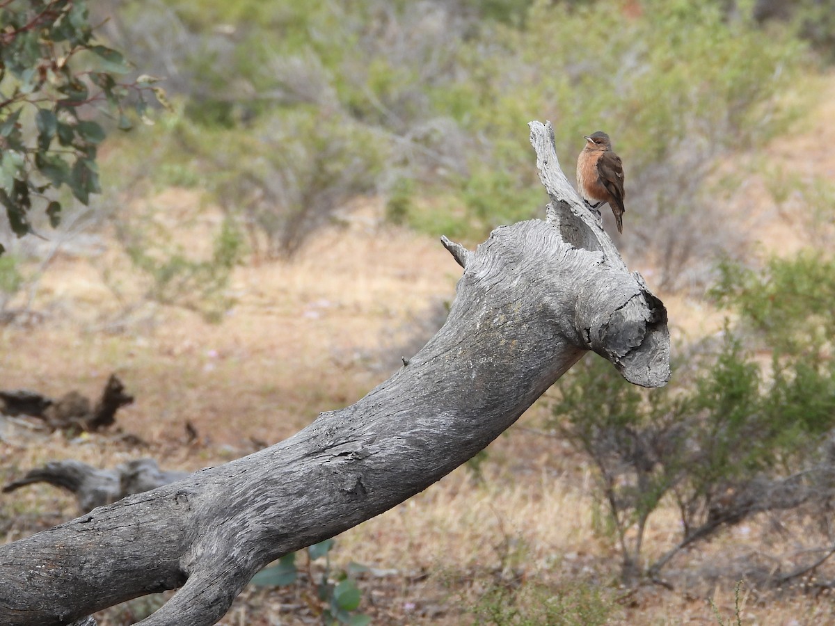 Rufous Treecreeper - ML646790507