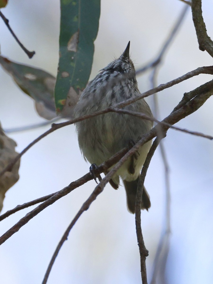 Brown Thornbill - ML646790510