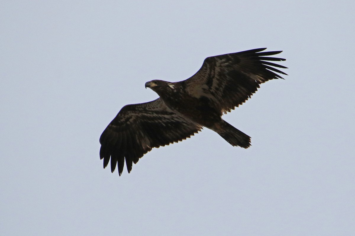 Bald Eagle - ML646790512