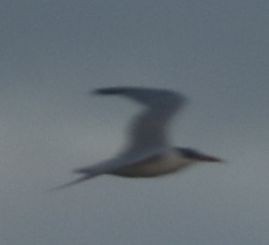 Caspian Tern - ML646790513