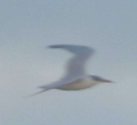 Caspian Tern - ML646790514