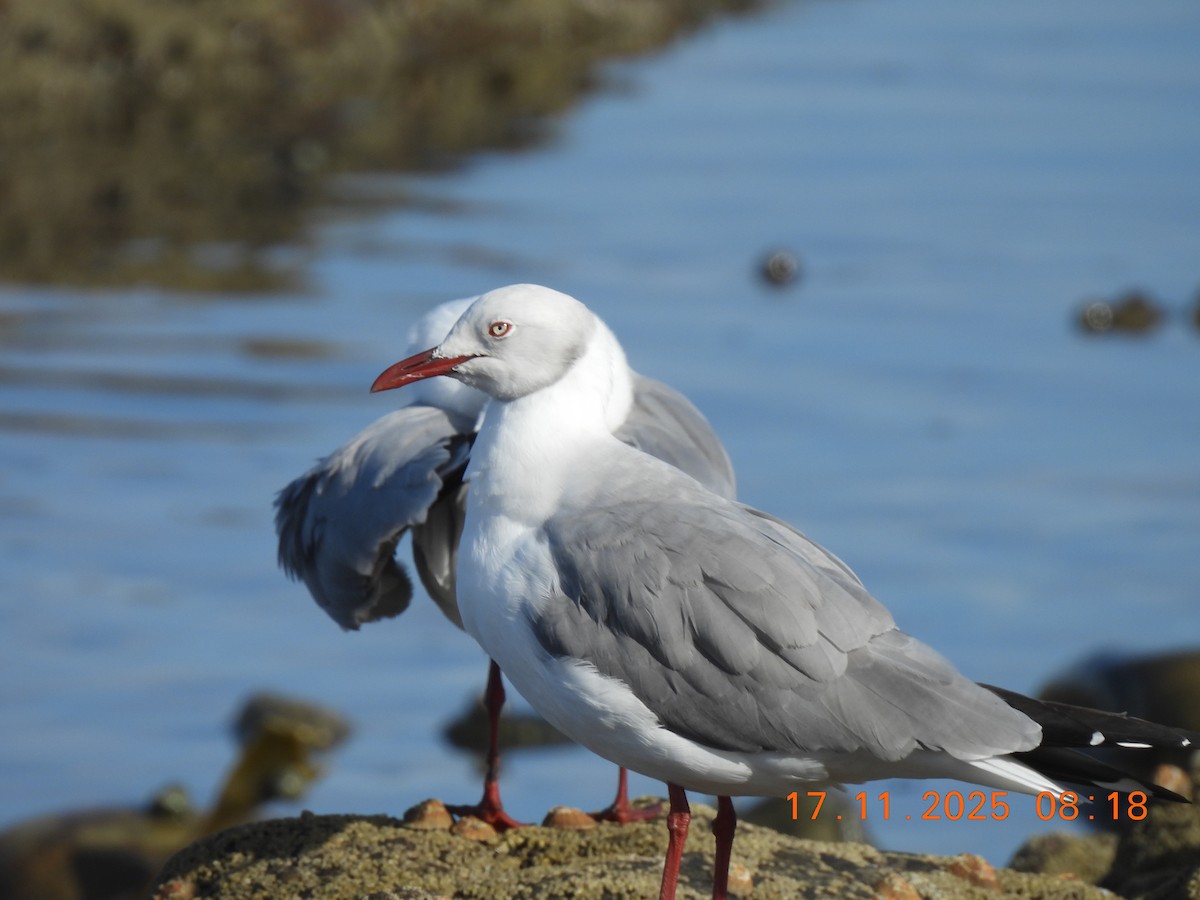 Hartlaub's Gull - ML646790518