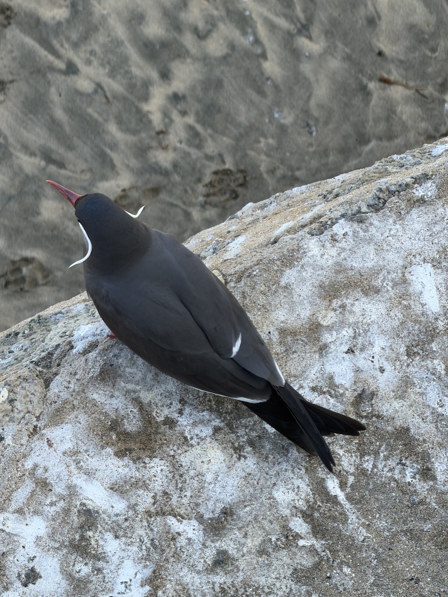 Inca Tern - ML646790521