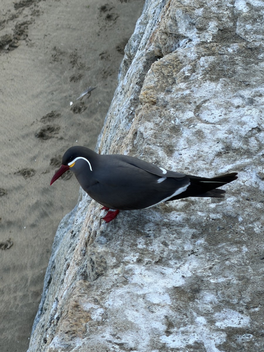 Inca Tern - ML646790522