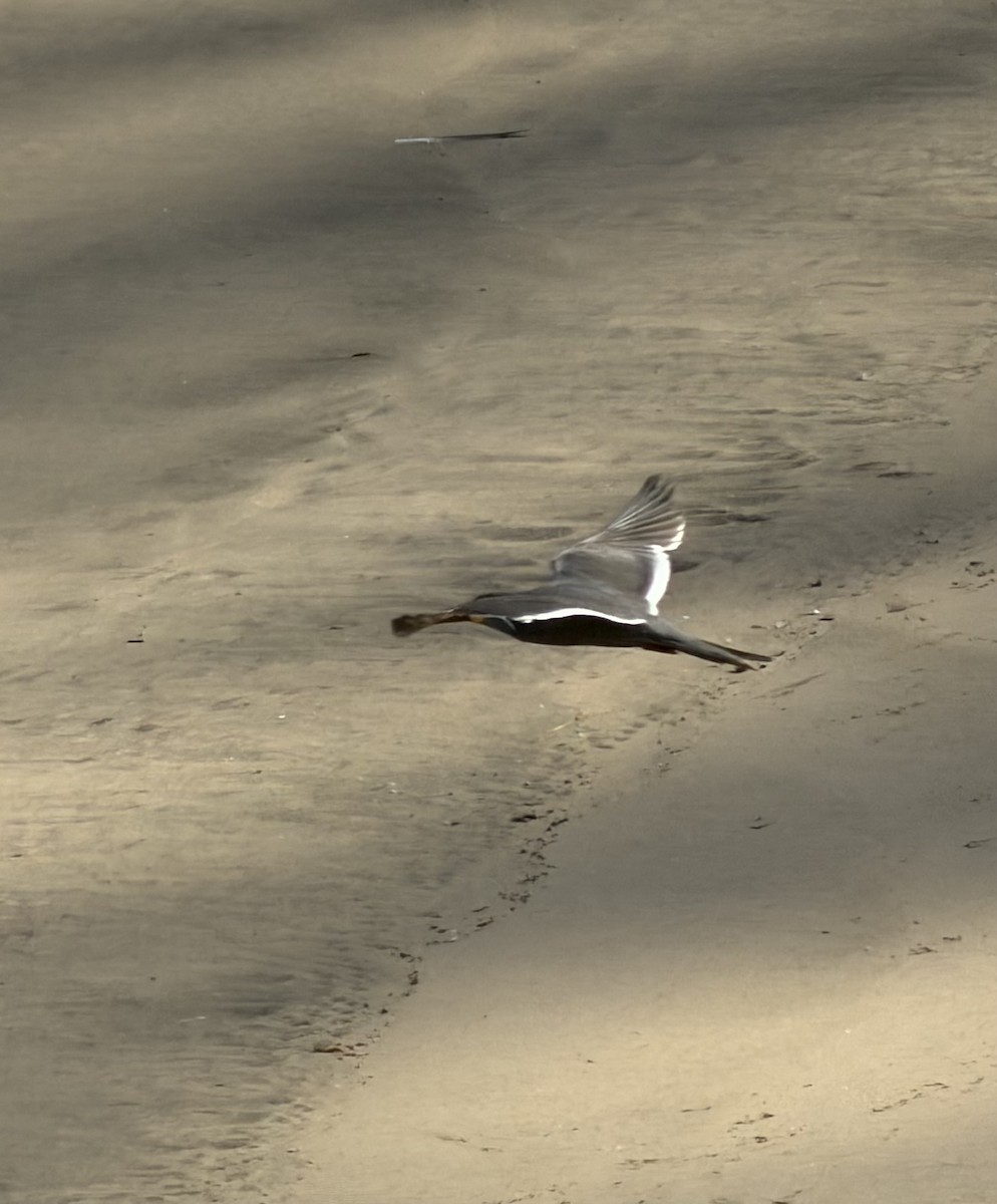 Inca Tern - ML646790523