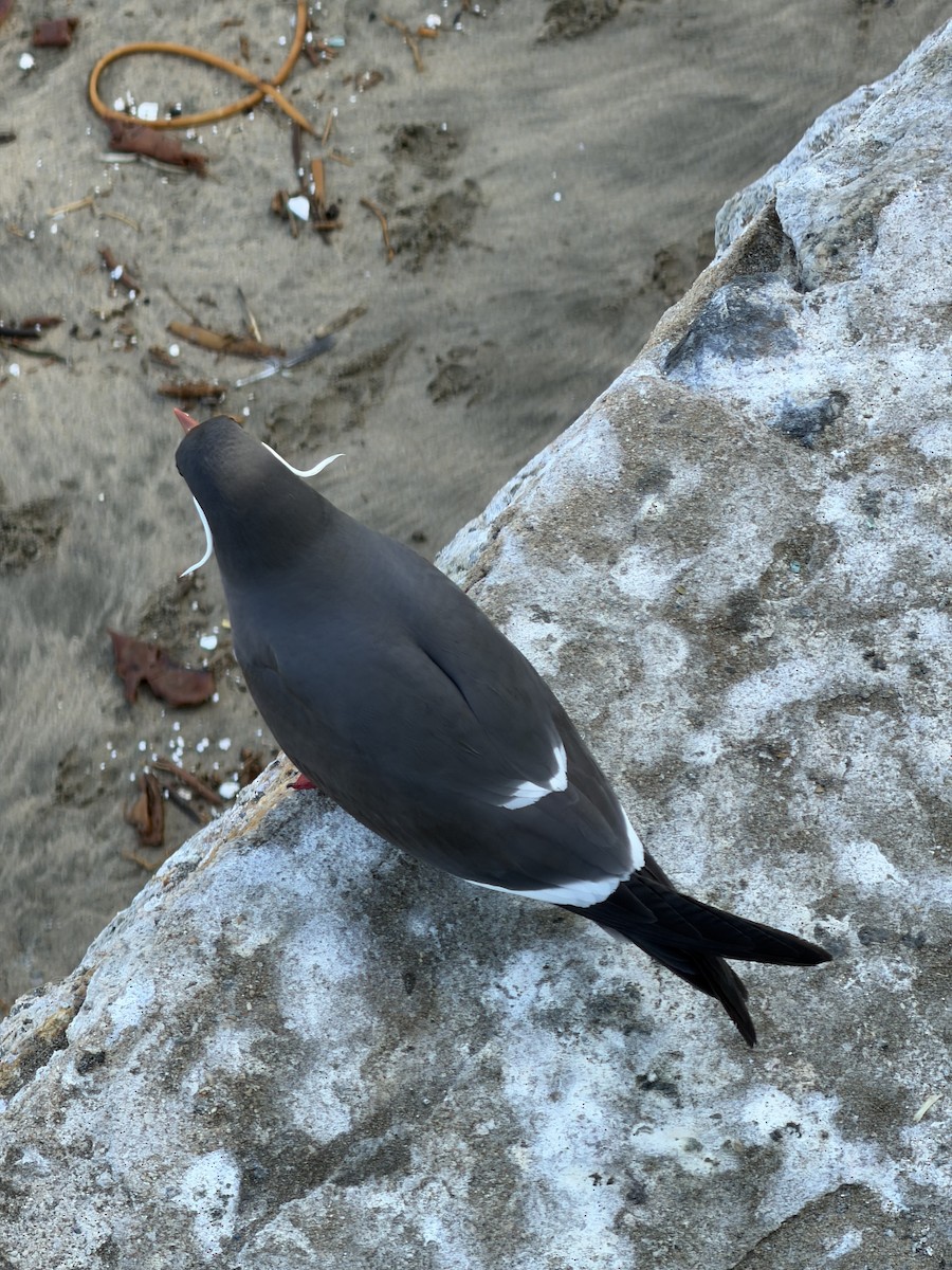 Inca Tern - ML646790524