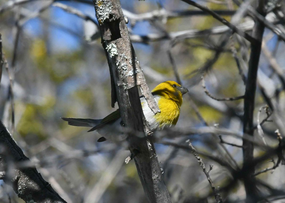 Palila - ML646790528