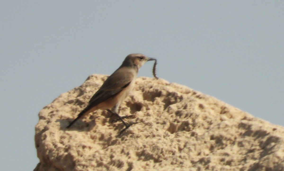 Persian Wheatear - ML646790530