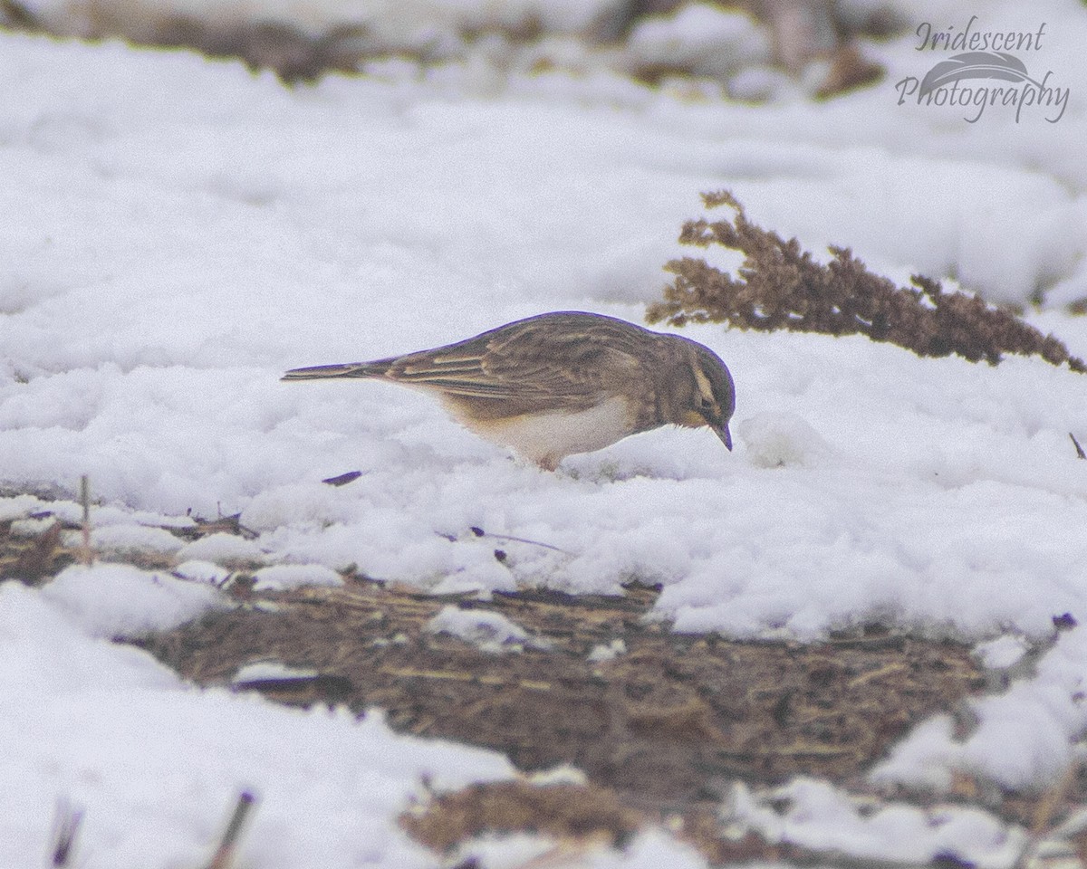 Horned Lark - ML646790532