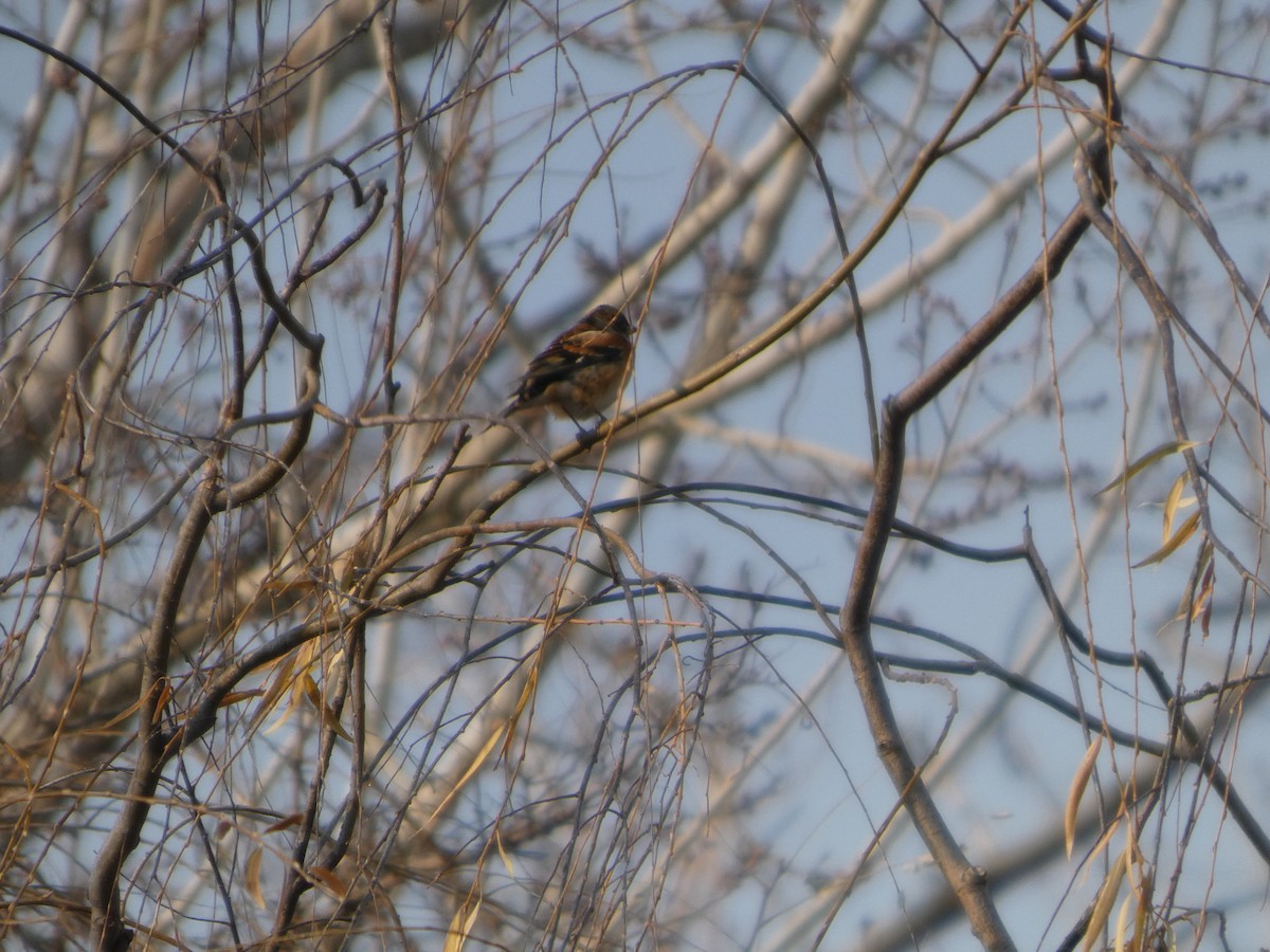 Brambling - ML646790533