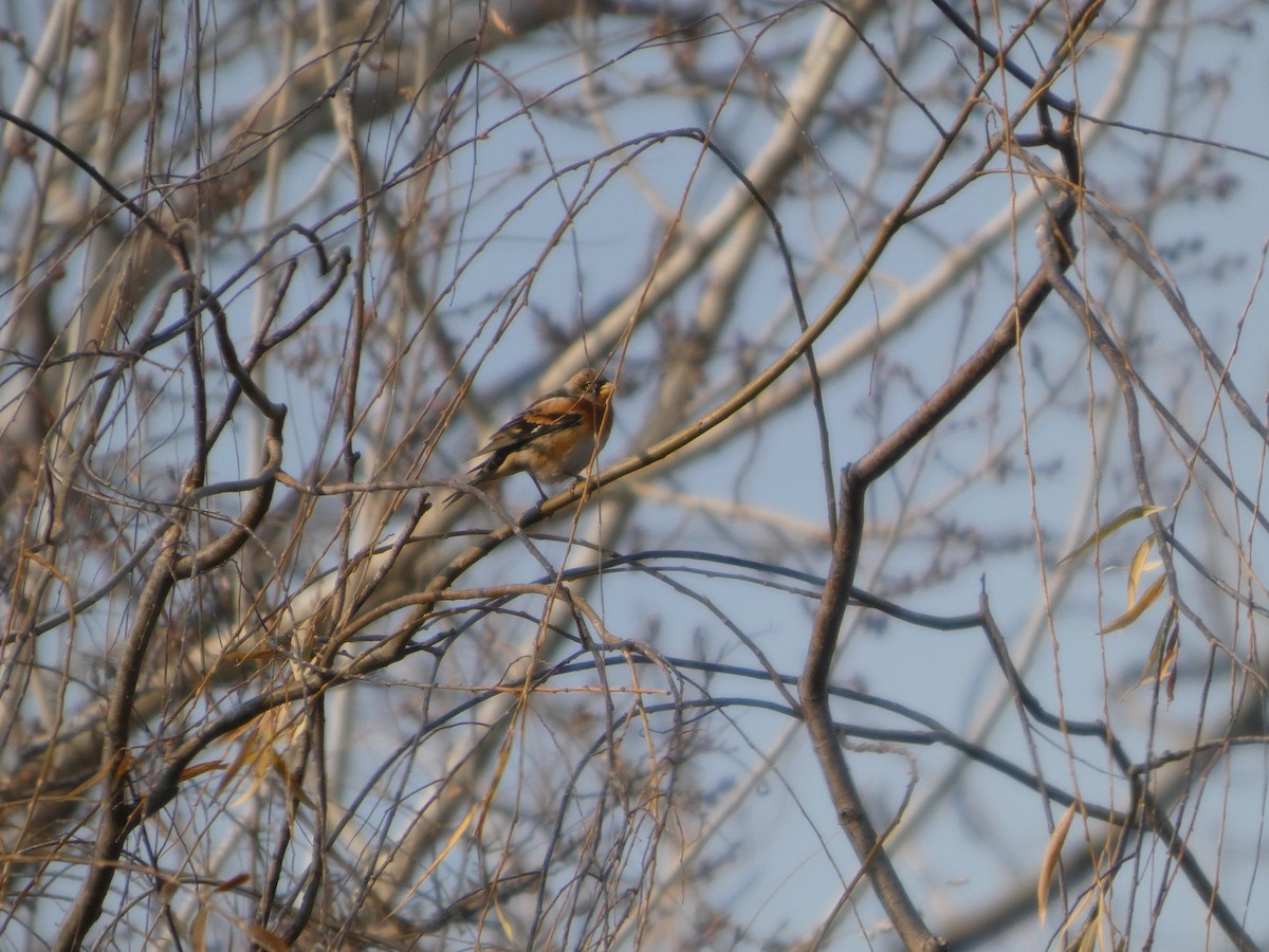 Bergfink - ML646790534