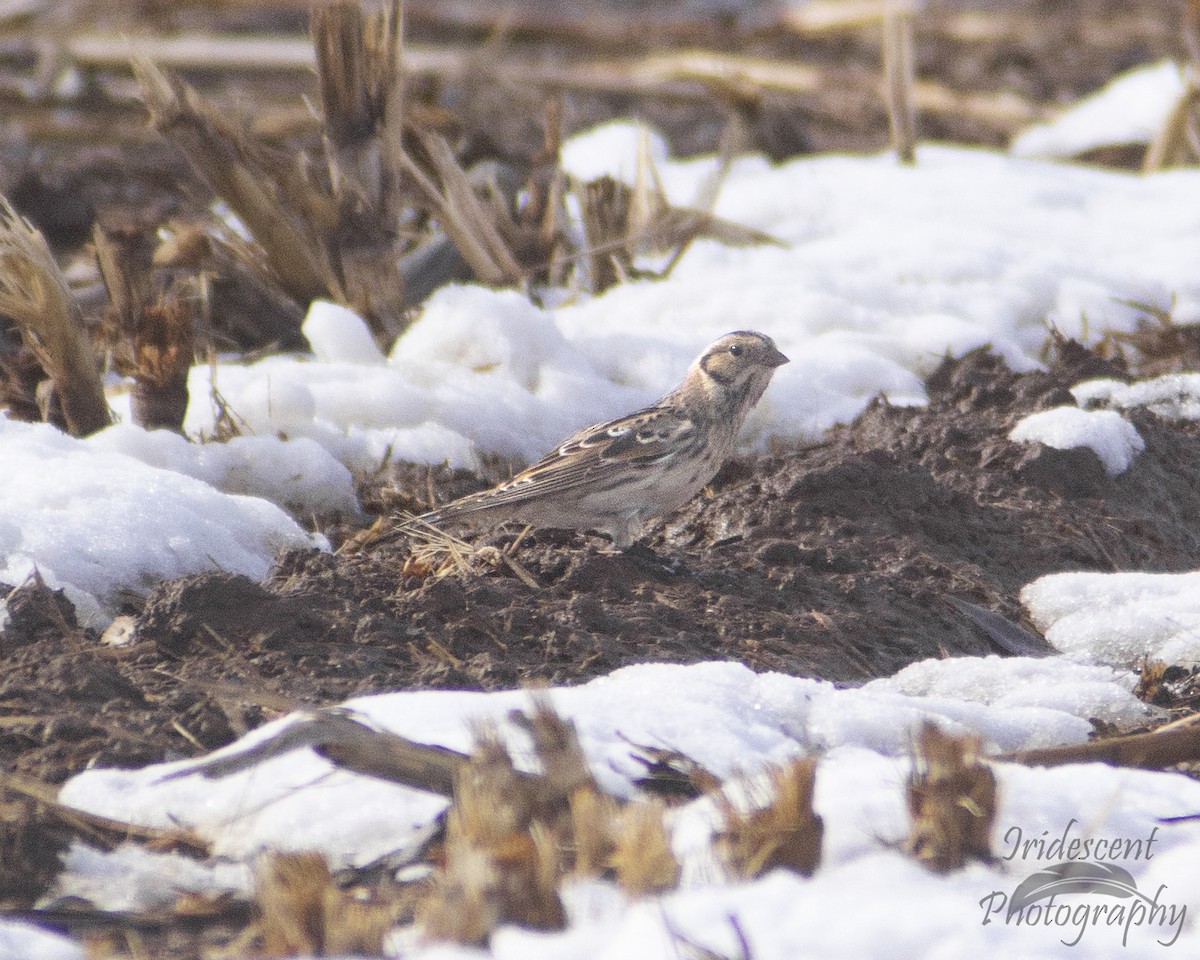 Подорожник лапландський - ML646790535