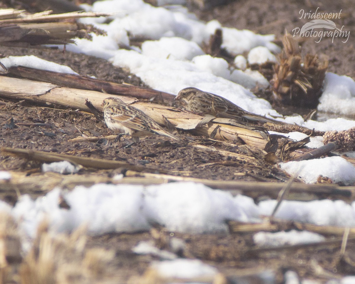 Подорожник лапландський - ML646790536