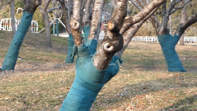 Горобець польовий - ML646790544