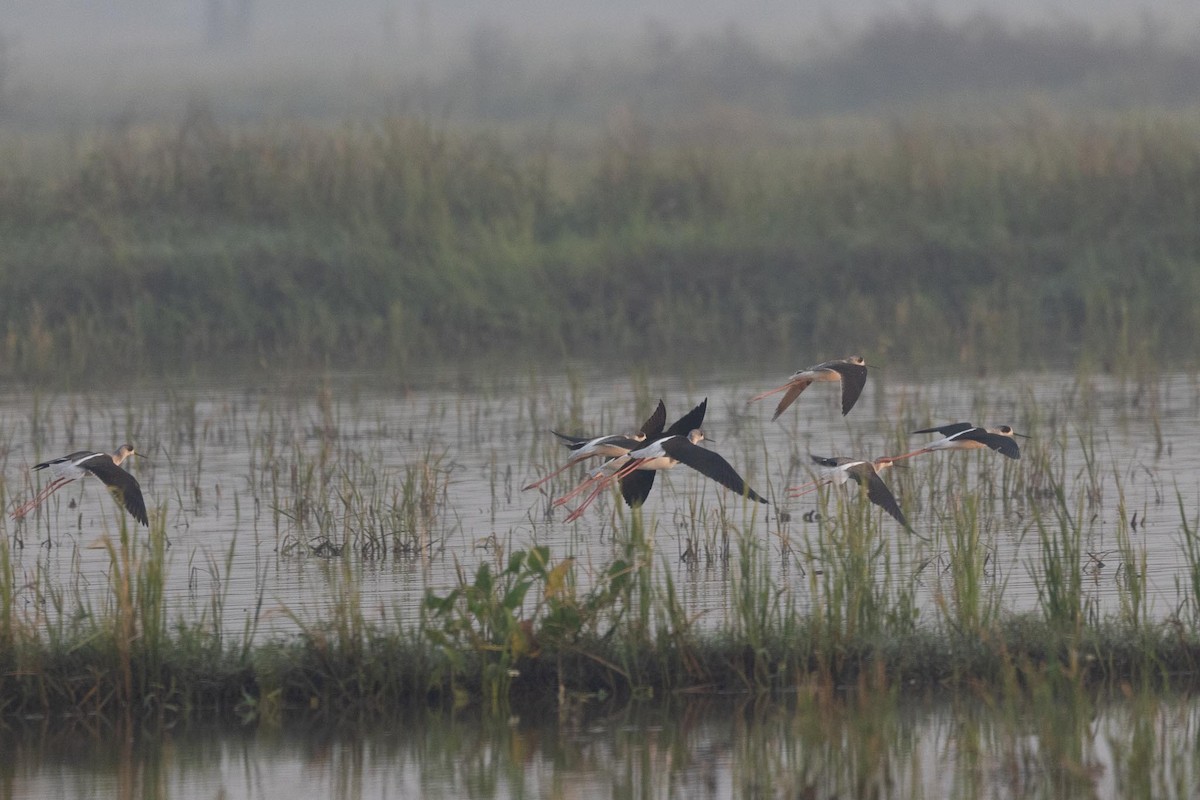 Black-winged Stilt - ML646790545