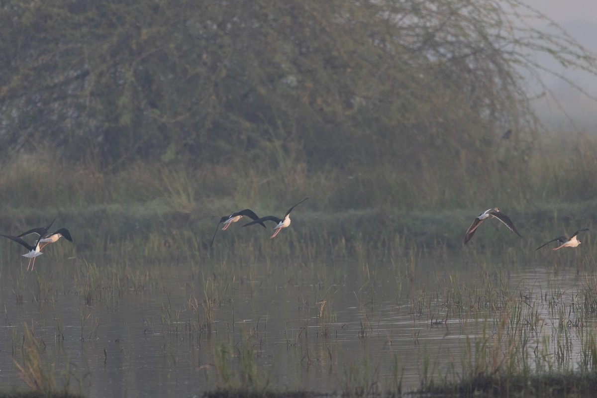 Black-winged Stilt - ML646790546