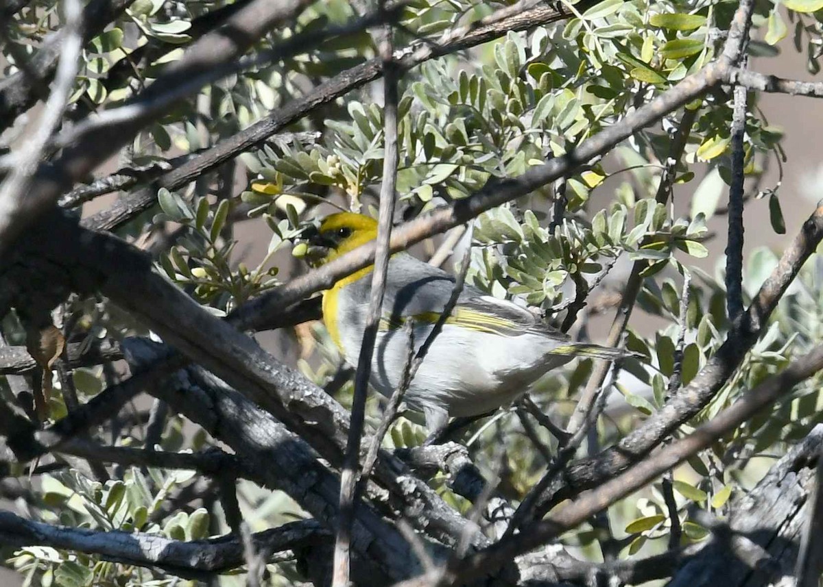 Шафрановая палила - ML646790548