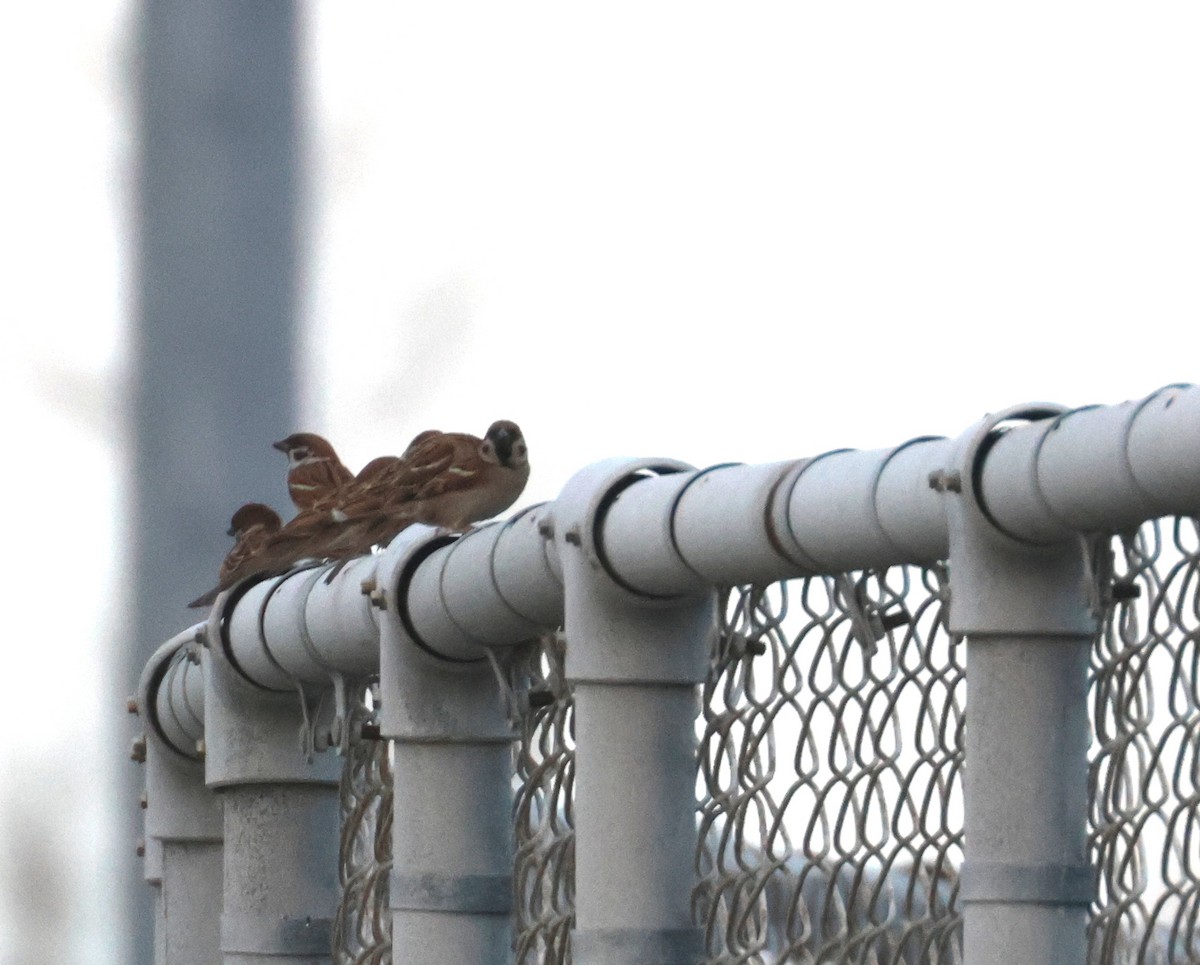 Ağaç Serçesi - ML646790549