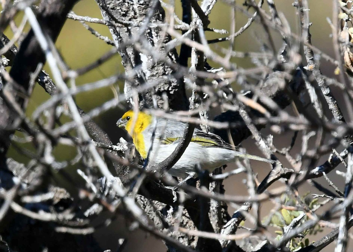 Шафрановая палила - ML646790556