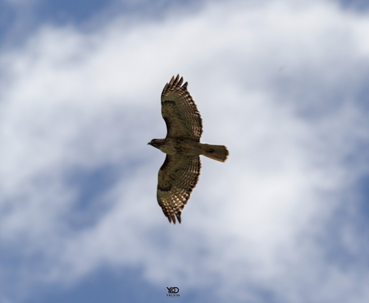 Red-tailed Hawk - ML646790566