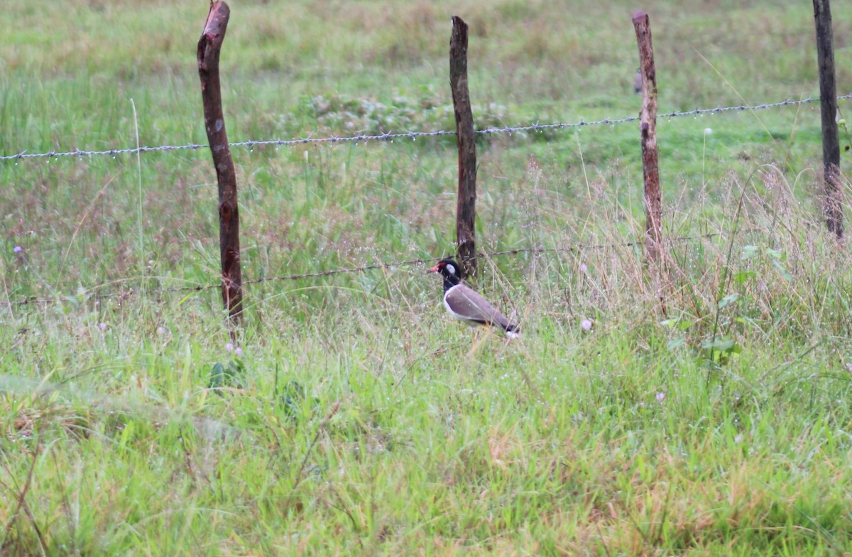 Red-wattled Lapwing - ML646790567