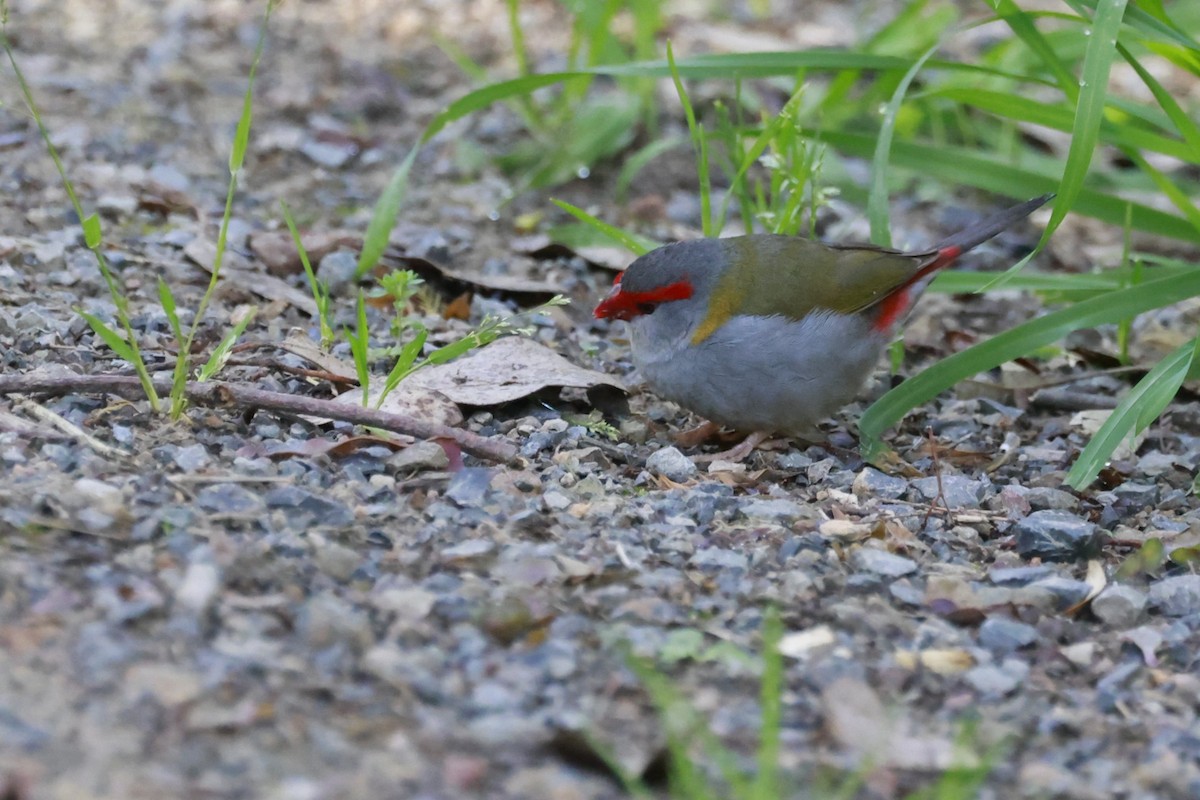 Red-browed Firetail - ML646790574