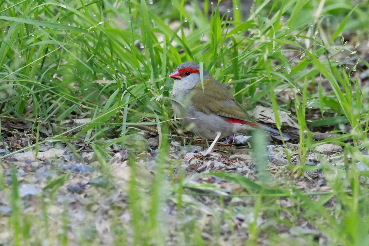 Red-browed Firetail - ML646790575