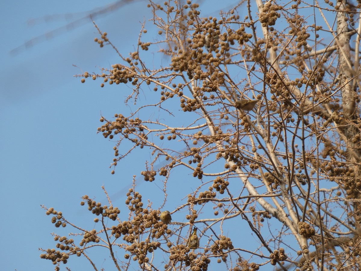 Erlenzeisig - ML646790583