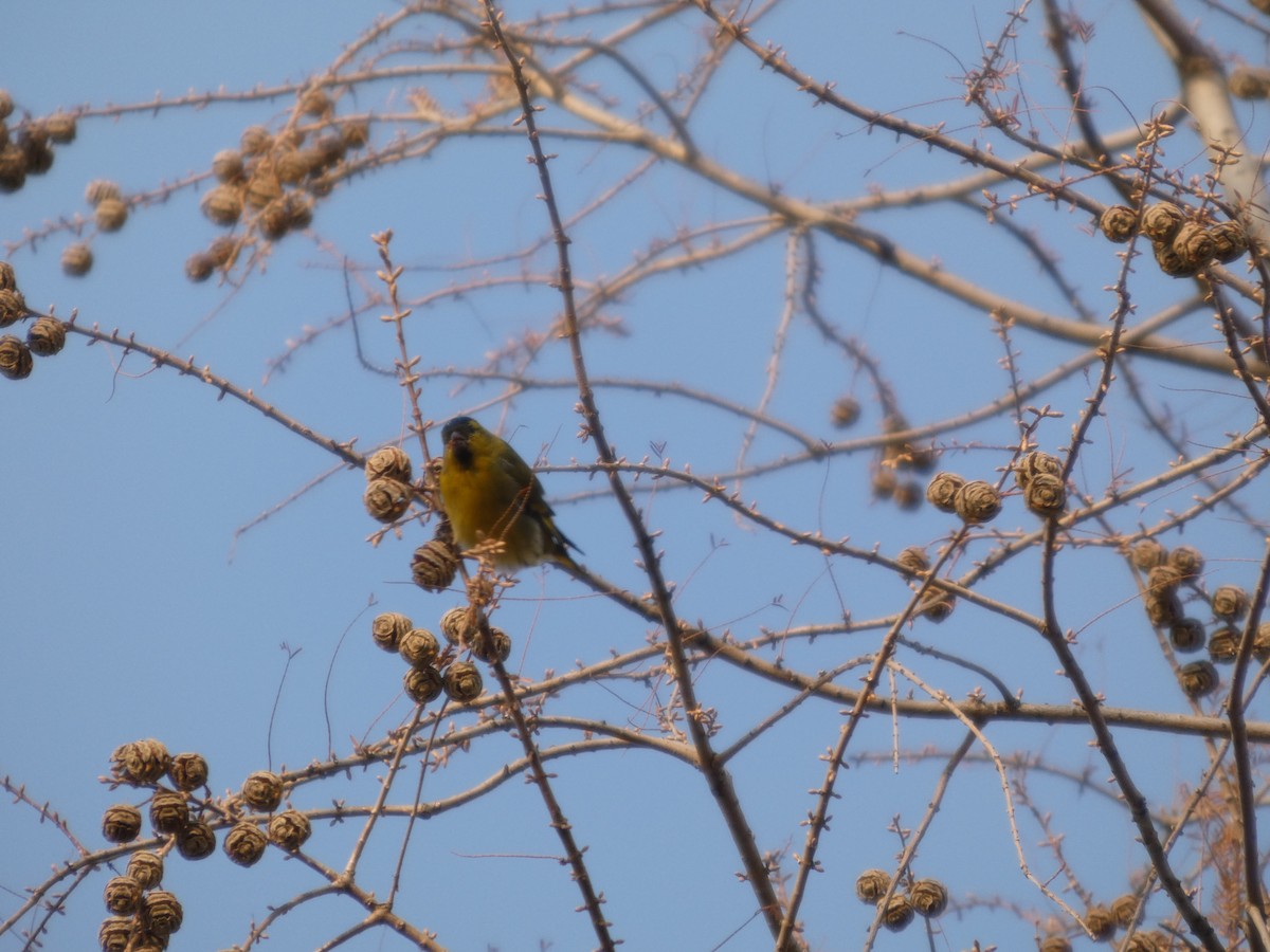 Erlenzeisig - ML646790584