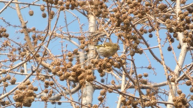 Чиж лісовий - ML646790585